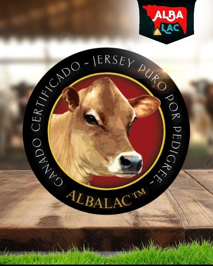 Sello de ganado certificado Jersey puro por pedigree de Albalac