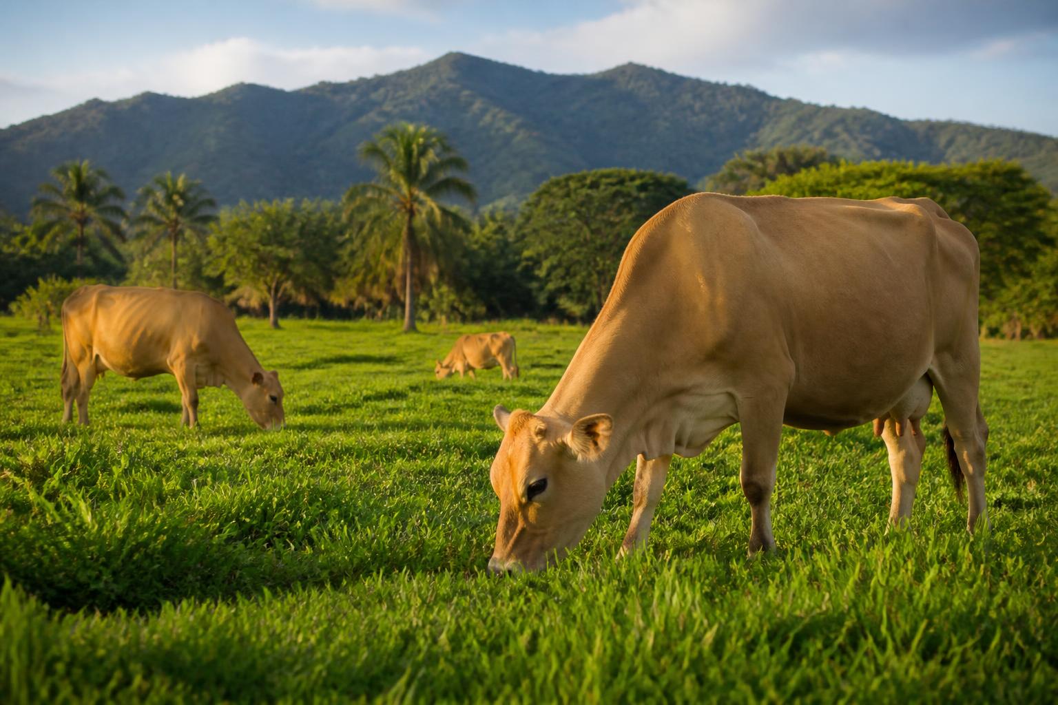 Vacas Jersey pastando en la finca Albalac en Panamá